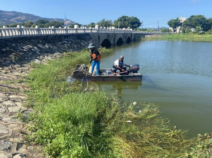金門縣自來水廠15日發布新聞稿表示，近日太湖、榮湖及金沙湖庫出現大量魚群暴斃情形，初判是氣溫升高、溶氧不足造成，已持續派員到現場打撈魚體，水質檢測都正常。（金門縣自來水廠提供）