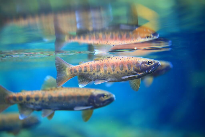 圖為櫻花鉤吻鮭。（雪霸國家公園管理處提供）
