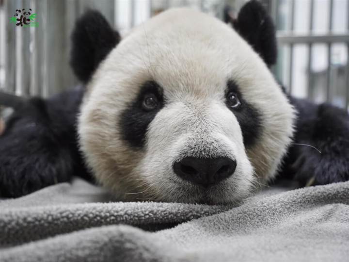  台北市立動物園23日表示，18歲的大貓熊「團團」腦病變，要等腦脊髓液化驗結果才能確定病因。圖為團團麻醉後甦醒。 （圖取自北市動物園網頁zoo.gov.taipei）