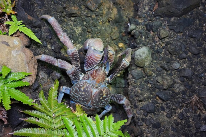 宜蘭縣無尾港文教促進會及台東縣自然與人文學會今年參與海洋保育署的海洋保育在地守護計畫，為寄居蟹設置「房屋仲介所」，鼓勵商店及餐廳提供螺殼，再協助放置到寄居蟹常出沒地點，讓寄居蟹換殼。（海洋保育署提供）