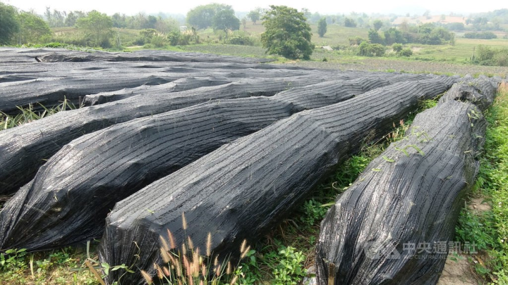 Taiwanese farmer Tai Jui-chen's pineapple covered by protective tarps. 