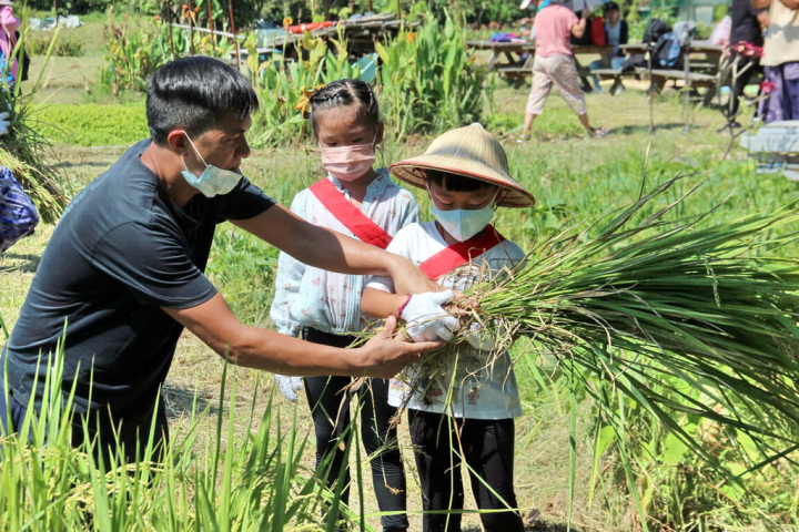 新北市金山區金美國民小學附設幼兒園今年舉辦第7年收割季，讓小朋友們親手收割自己插秧的稻穀，也透過社區鄉親與師生總動員，共同體驗農人辛勞，培養敬天愛人惜物的美德。（新北市教育局提供）