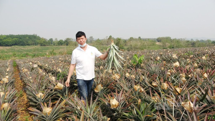 Taiwanese farmer Tai Jui-chen at his Chiang Rai pineapple farm. 