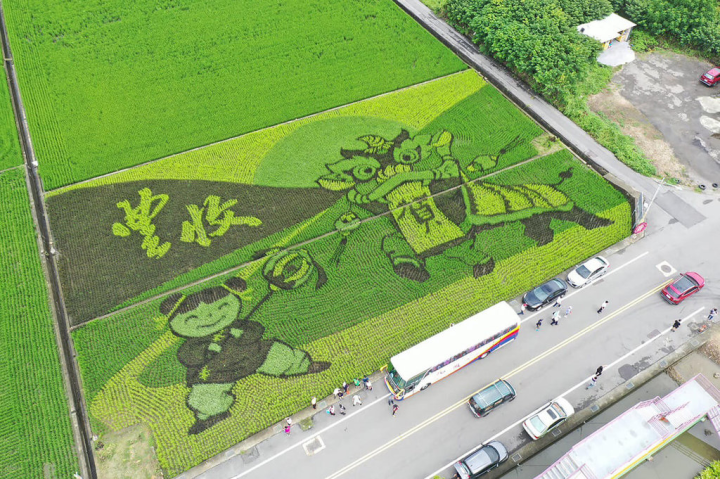 苗栗縣苑裡鎮農會為推廣在地產業與文化特色，9日起一連2天舉辦「苑裡藺草生活節」，在田間更利用綠、黃、白、紫等4色水稻，種出「歡慶豐收」主題迎賓。（苑裡鎮農會提供）