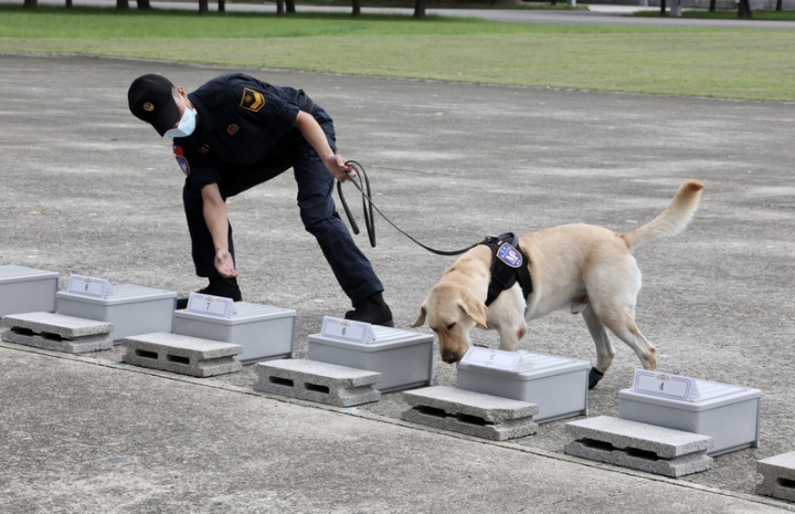 國防部20日上午舉行「民國111年國軍反毒成效媒體邀訪」，並出動憲兵緝毒犬實施嗅聞及查緝毒品演練。領犬員帶領緝毒犬進行基礎搜索。
