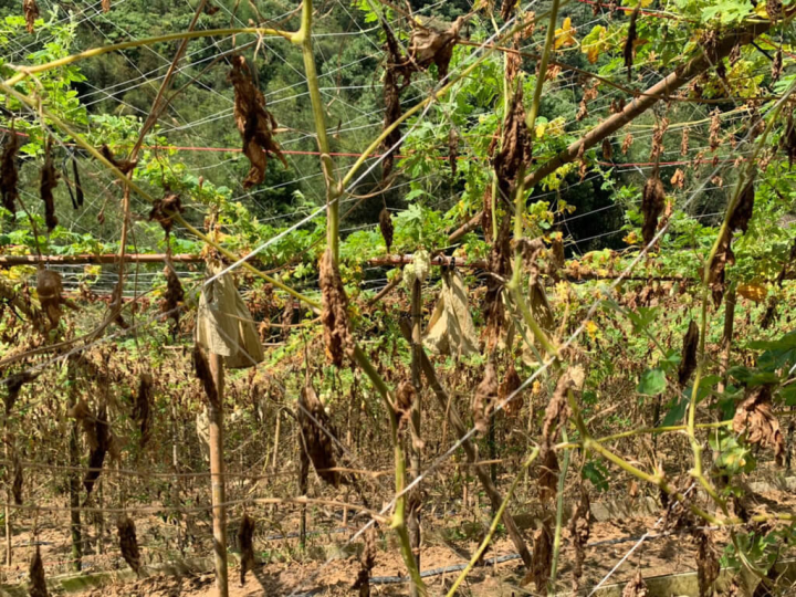 7、8月高溫未降雨，花蓮農民栽種的薑、苦瓜、四季豆有植株葉面乾枯、生長受阻或落花、落果等乾旱受災情況，農委會已公告秀林鄉為乾旱農業天然災害現金救助地區。（花蓮縣政府提供）