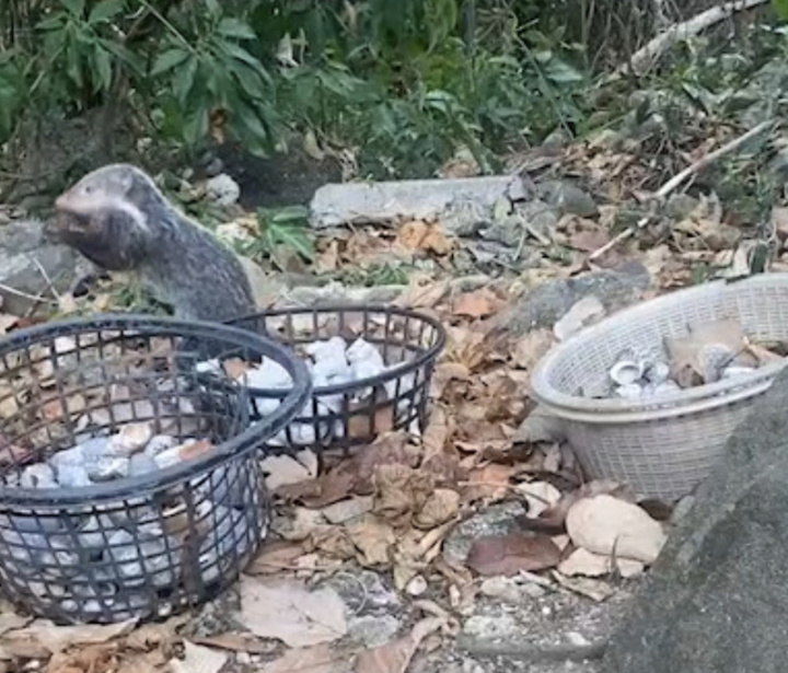 墾丁寄居蟹媽媽黃淑凰設置「寄居蟹快樂天堂」，近 年常發現寄居蟹屍體，設置攝影機才發現是保育類食 蟹獴「破殼食用」寄居蟹。 （黃淑凰提供）