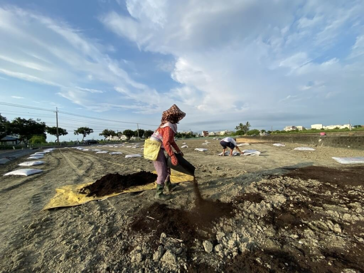 為落實執行農業淨零排放策略，農糧署29日指出，政府擴大補助有機質肥料，提高為每公頃最高補助10公噸、新台幣2萬元，農民可依需求提出申請。圖為農友整地施用有機質肥料。（黃瑞彰提供）