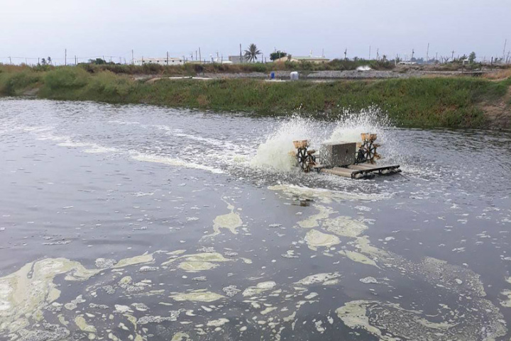 高雄市動保處提醒養殖漁民，秋季是水產養殖魚類收成季節，也是養殖管理最關鍵時刻，此時投餌量應依氣候、水質和魚隻攝食情況適時調整，並提升飼料品質以減餌投餵原則，確保魚隻營養需求同時避免殘餌來維持良好水質，才能達到魚蝦疫病監控防治。（高雄市動保處提供）
