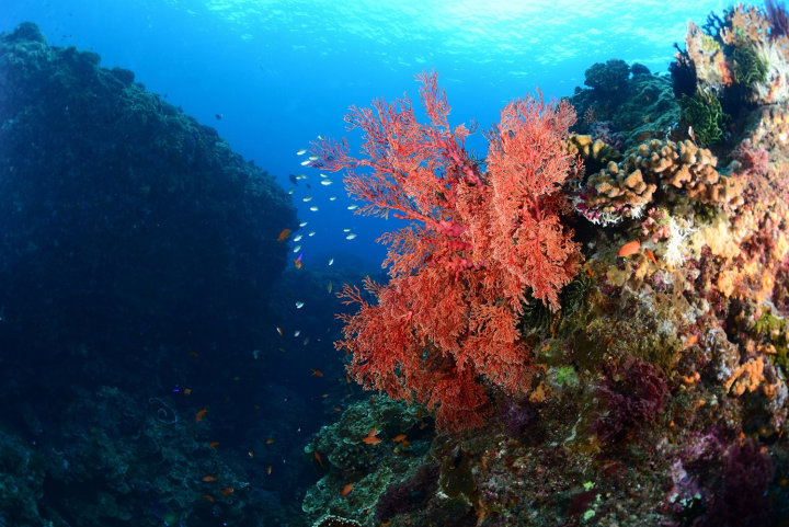 美麗的珊瑚值得我們守護