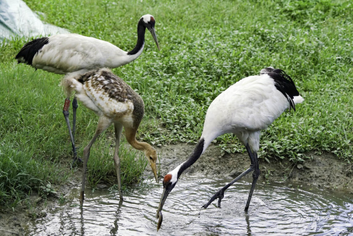 移居台北市立動物園11年的丹頂鶴KIKA和BIG日前成功孵出第一隻雛鳥，動物園9日起將舉辦新生寶寶命名票選活動。（台北市立動物園提供）