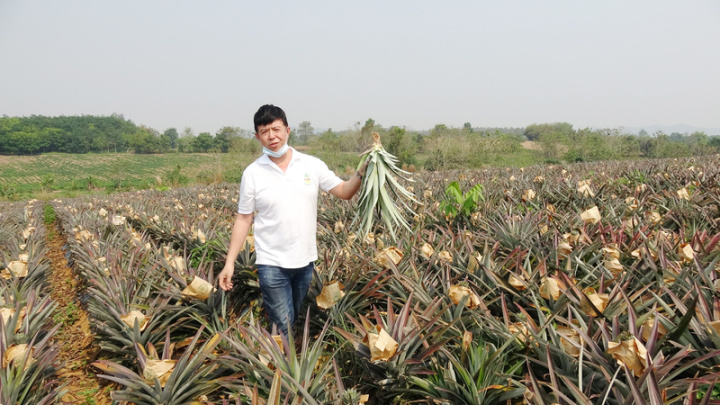  台商圈人稱清萊鳳梨哥的戴睿辰是泰國目前唯一大量種植鳳梨的台商，戴睿辰家族在台南關廟種鳳梨已有30年經驗，2016年戴睿辰帶著台灣經驗來到泰北清萊，多年下來已種出一天。