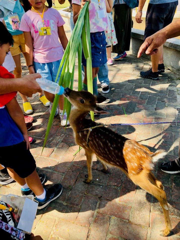 參加民眾與小鹿近距離互動