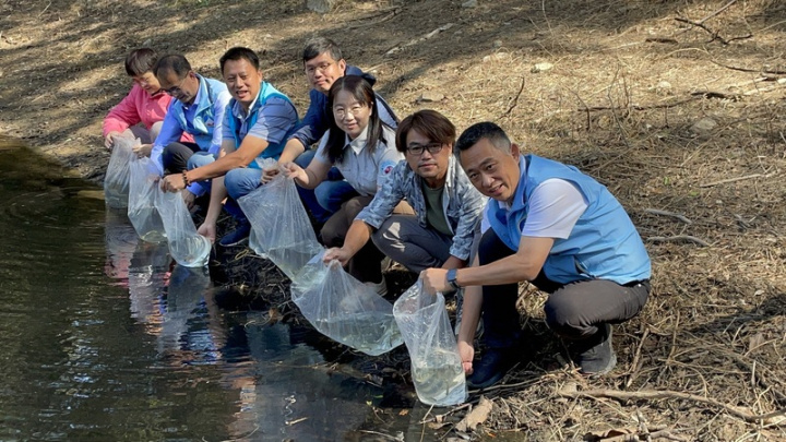 保育類動物大鱗梅氏鯿，全世界僅剩金門還有棲地。 金門縣長楊鎮浯（右）11日帶頭在太武池野放80尾魚 苗，期盼成功復育台灣已失去蹤跡100年的大鱗梅氏 鯿。