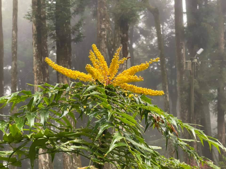 長在阿里山森林遊樂區的十大功勞，花期是10月至翌年1月。（圖取自facebook.com/AlishanForest）