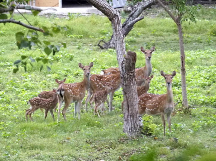 法務部矯正署台東戒治所大門入口旁邊，設立梅花鹿圈養展示區，經多年飼養，梅花鹿繁衍下一代，為武陵生態園區增添新成員，豐富鹿野地方特色。（台東戒治所提供）