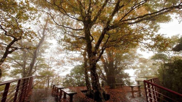 林務局羅東林區管理處26日表示，太平山國家森林遊樂區內的台灣山毛櫸林區目前進入最佳觀賞期，約有一半的樹葉已轉金黃，賞期到11月中旬。圖為10月24日拍攝。（管理處提供）