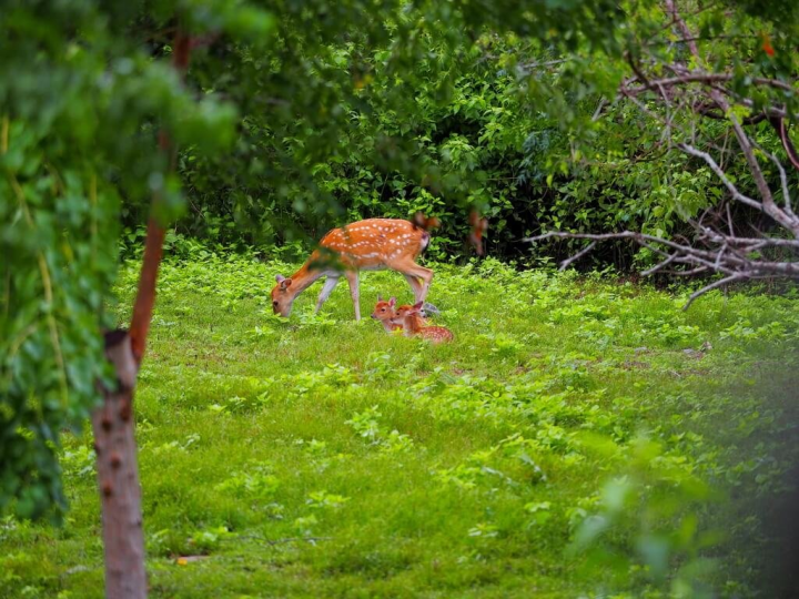  位於台東鹿野鄉的台東戒治所在大門旁設立梅花鹿圈養展示區，最近1隻母鹿產下4隻小鹿，為園區增添生機。（台東戒治所提供）