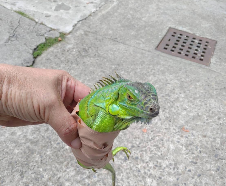 屏東縣政府持續捕捉綠鬣蜥，去年一共捉到1萬9733隻，今年統計至10月7日已捕捉9205隻，其中小琉球占4隻。（屏東縣政府提供）