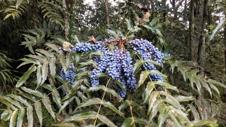 阿里山十大功勞果實。（圖取自facebook.com/AlishanForest）