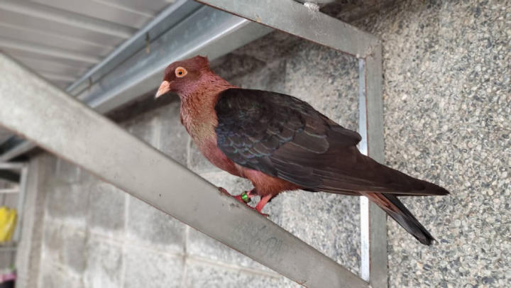 新北市動保處日前接獲民眾通報，住家陽台拾獲頗似鴿子的鳥類，希望協助收容安置，並尋找失主。動保處透過電話腳環尋獲失主，得知牠是市價新台幣逾萬元的觀賞鴿「大天使」。（新北動保處提供）