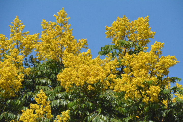 新北市政府綠美化環境景觀處1日表示，台灣欒樹枝頭怒放鵝黃小花，展現秋天繽紛色彩，除濱海地區，新北各地幾乎都可見到台灣欒樹。圖為中和區莒光路行道樹台灣欒樹。
