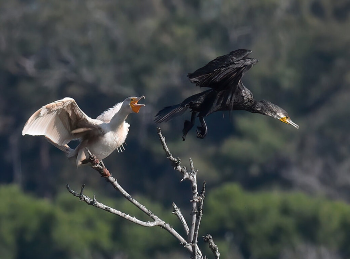 嘉義縣東石鰲鼓濕地近日發現白化鸕鶿（左），成為民眾關注焦點。（李榮添提供）