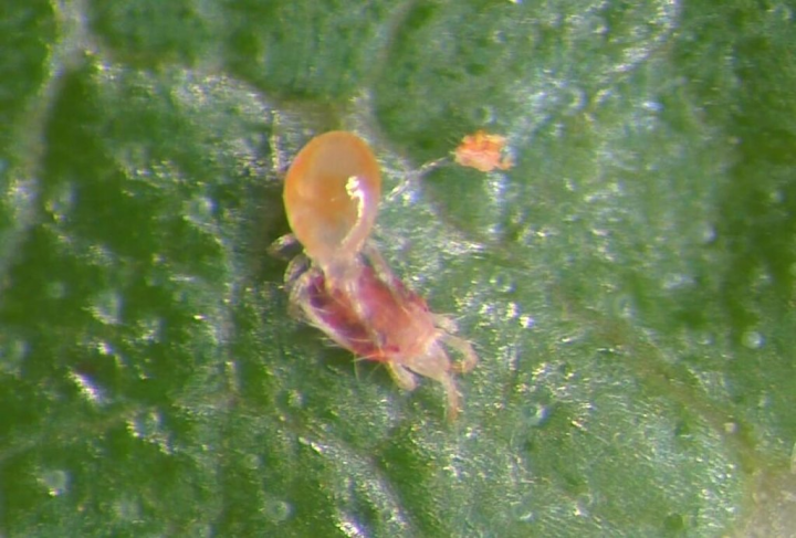 台東區農改場已建立一套降低葉蟎（紅蜘蛛）危害釋迦的作物有害生物綜合管理（IPM）模式，以原生天敵長毛捕植蟎捕食害蟲葉蟎（圖），可抑制葉蟎擴展並減少使用農藥。（台東區農改場提供）