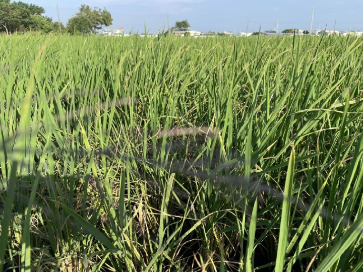 田間白葉枯病發生 呼籲農友加強巡田與防治