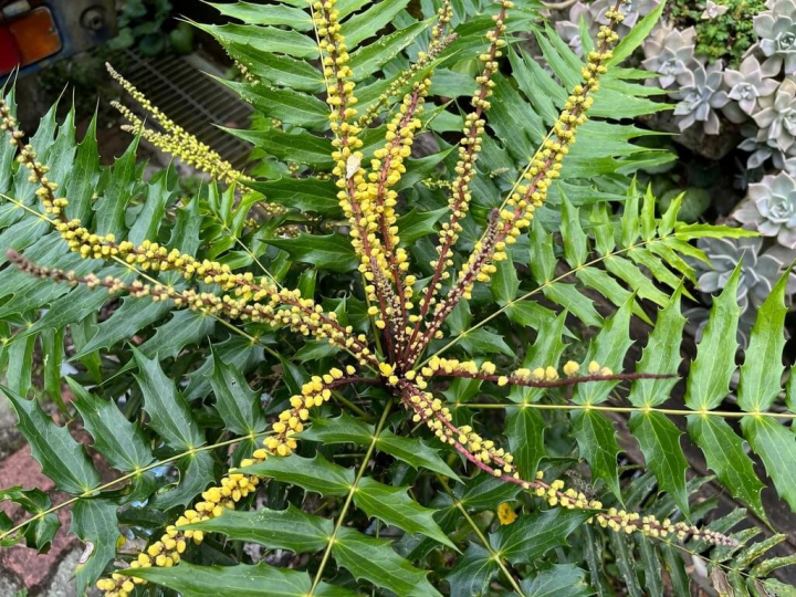 10月阿里山國家森林遊樂區賞花焦點「阿里山十大功勞」開花，長穗狀金黃色花序，形如章魚舞爪，在阿里山車站、阿里山工作站、小笠原山觀景台、姊妹潭及貴賓館，都可見到十大功勞的身影。（嘉義林管處提供）