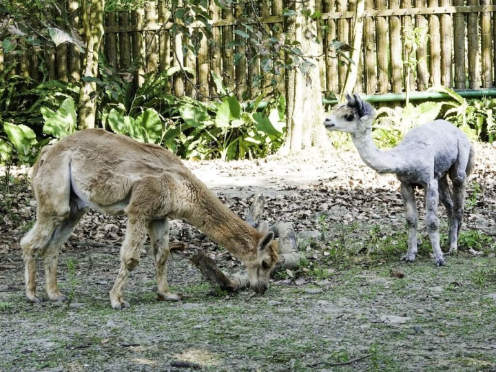 台北市立動物園5日表示，為了避免近親繁殖，與綠世界生態農場及頑皮世界野生動物園合作進行羊駝族群管理，換來「比爾」（左）、「蓋茲」（右）等4名新成員。（台北市立動物園提供）