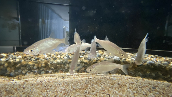 大鱗梅氏鯿（Metzia mesembrinum）又稱大鱗細鯿， 列為保育類野生動物，自1920年後，台灣本島大鱗梅 氏鯿可以說是完全絕跡，目前僅知在金門本島的水域 中還僅存少數不穩定的族群。 （陳光耀提供）