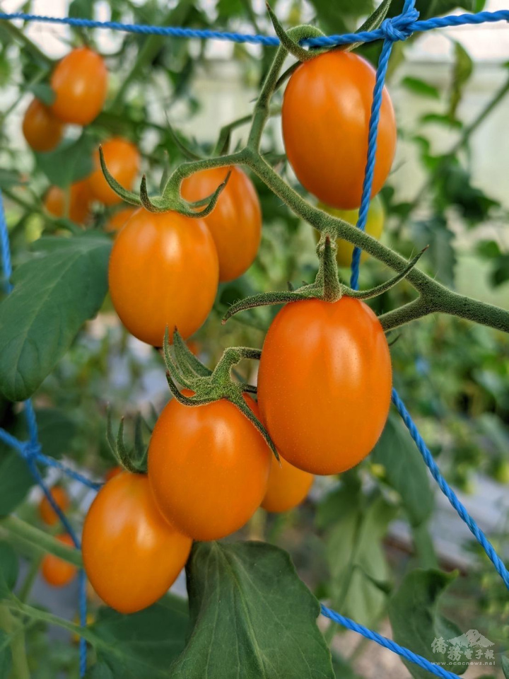 越南寶詩農場果樹成功嫁接小番茄