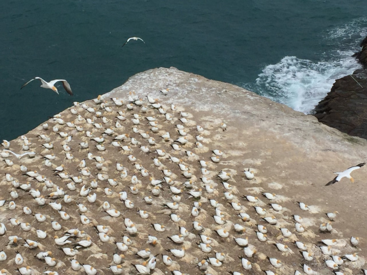 紐澳塘鵝棲息處的壯觀景象