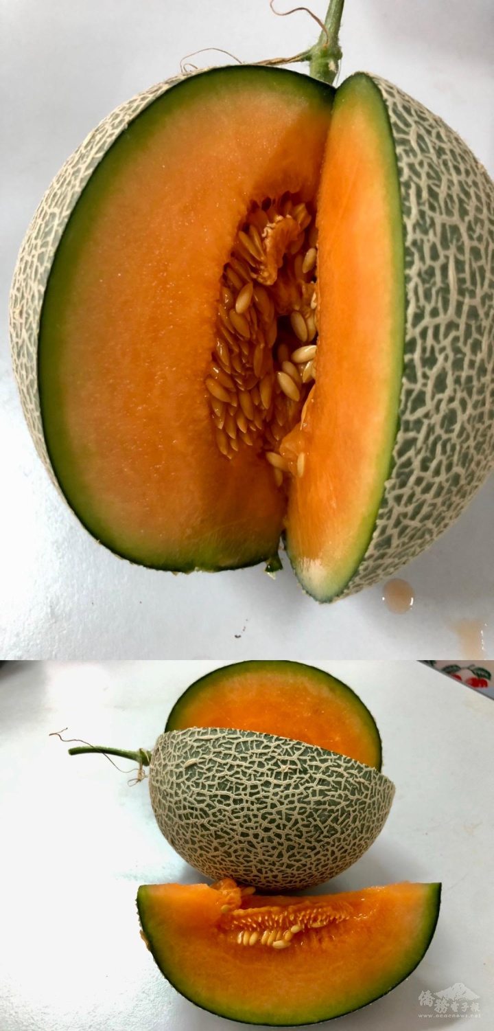 越南寶詩農場果樹成功嫁接哈密瓜