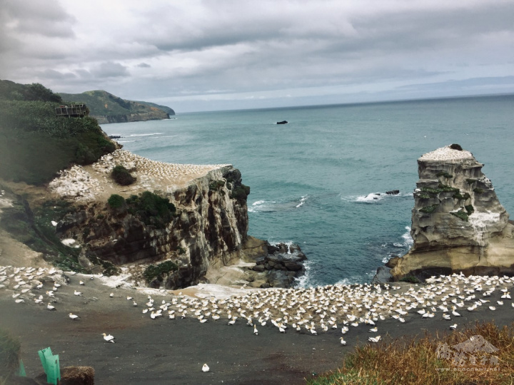 Muriwai 是澳紐塘鵝的首選棲息地