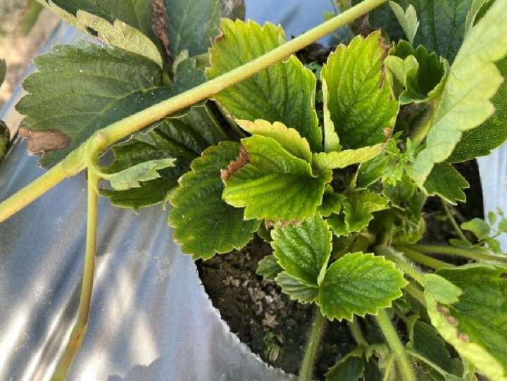 草莓萎凋病之病株。