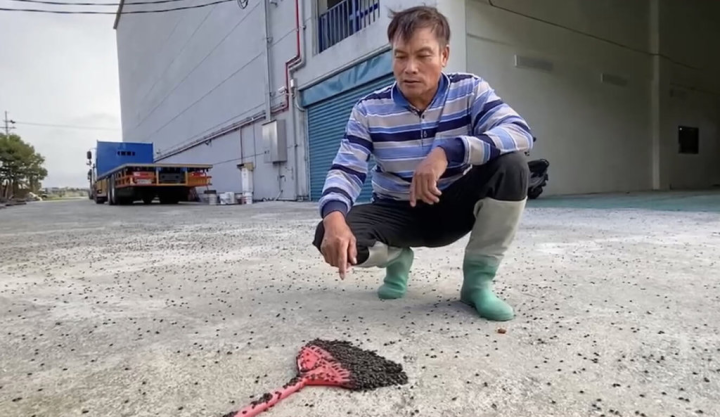 台東縣關山有機米栽培區受到黑椿象危害，農民反映稻田、民宅到處都是黑麻麻的黑椿象。（民眾提供）