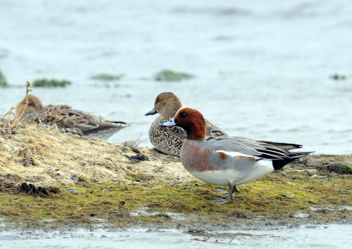 嘉義縣鰲鼓濕地森林園區目前估計有近千隻雁鴨科聚集，在園區觀海樓就能看見雁鴨群，適合親子前往賞鴨、觀察鴨群。圖為赤頸鴨。（許自來提供）