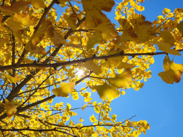 武陵農場4日指出，農場擁有全台少數的銀杏林，葉片已陸續從綠轉黃，民眾不用出國就能觀賞浪漫銀杏樹海，即日起到20日是最佳賞景時間。（武陵農場提供）