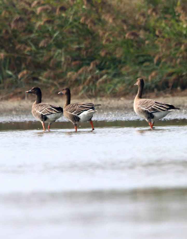 高雄市工務局18日表示，寒林豆雁日前驚喜現蹤高雄茄萣濕地，目前已觀察到6隻。（高雄市茄萣區觀光發展協會提供）