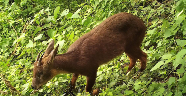 台灣野山羊（圖）等曾受蘇花改施工影響，完工後活動頻度逐漸恢復。（特有生物研究保育中心提供）