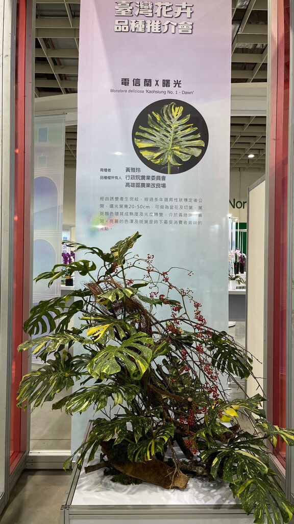 2022台灣花卉新品種推介會10日登場，10月才拿到品種登記的斑葉電信蘭「高雄1號－曙光」，由農委會高雄區農改場育成，除獲國慶典禮舞台布置使用，也是國內首個主攻切葉市場的品種，將主攻外銷日本。（農糧署提供）