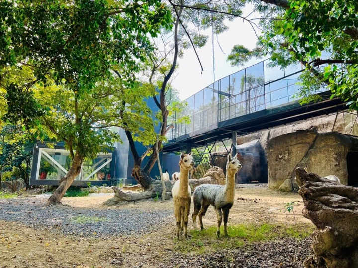 高雄市政府觀光局宣布，壽山動物園歷時1年多改造工程，將於12月16日重新開園試營運。（高雄市觀光局提供）