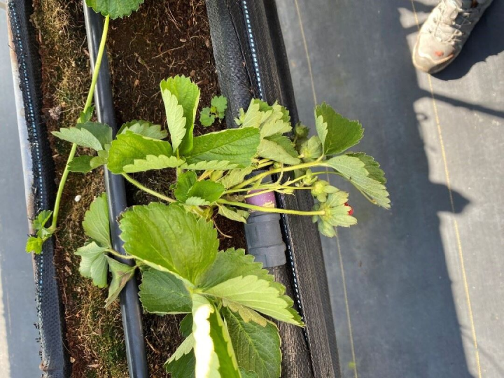 草莓炭疽病菌感染之病徵。