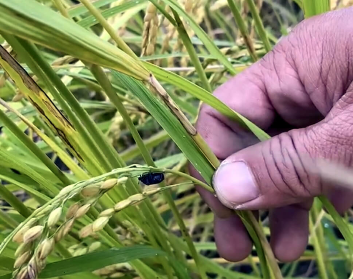 台東縣關山有機米栽培區受到黑椿象危害，這幾天2期稻進入收割期，農民反映稻田、民宅到處都是黑椿象，產量恐怕幾少一半。（民眾提供）