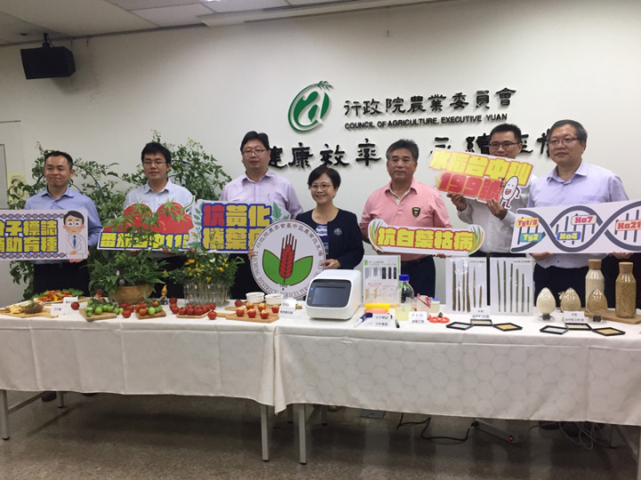 病蟲害問題加劇，台中區農業改良場運用分子標誌輔助育種技術，縮短3年、10年育成抗白葉枯病水稻台中秈199號，及縮短1/3時程、花6年育成抗黃化捲葉病番茄台中11號，22日召開記者會發布。