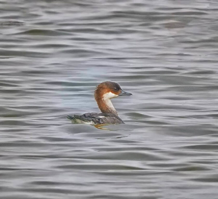 有鳥友日前拍攝到台灣稀有冬候鳥「白秋沙」首次現蹤高雄茄萣濕地，「白秋沙」屬小型雁鴨科鳥類，雌鳥頭上及後頸栗褐色，眼先有黑斑，背面灰褐色；偶出現在河口、湖泊及魚池環境，常小群活動，不常混入其他鴨群。（高雄市茄萣區觀光發展協會提供）