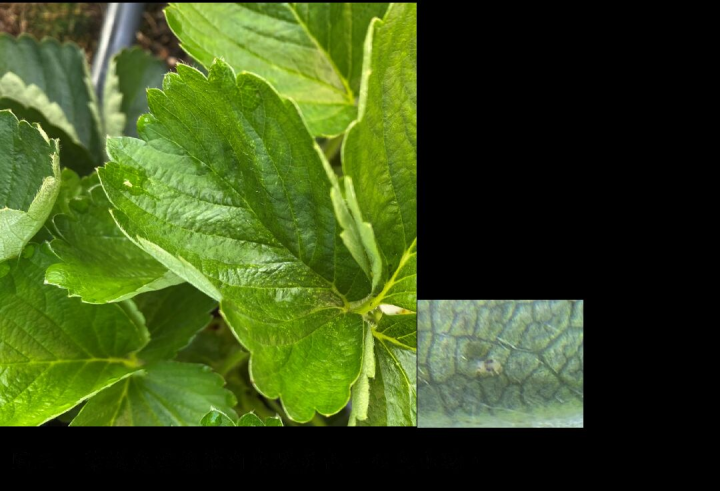 葉蟎危害後葉肉出現黃色、白色小點。