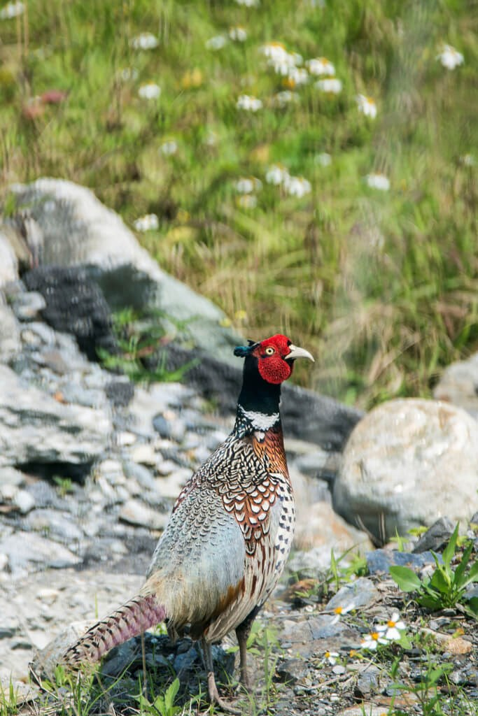 圖為台灣珍稀保育類環頸雉。（特有生物研究保育中心提供）